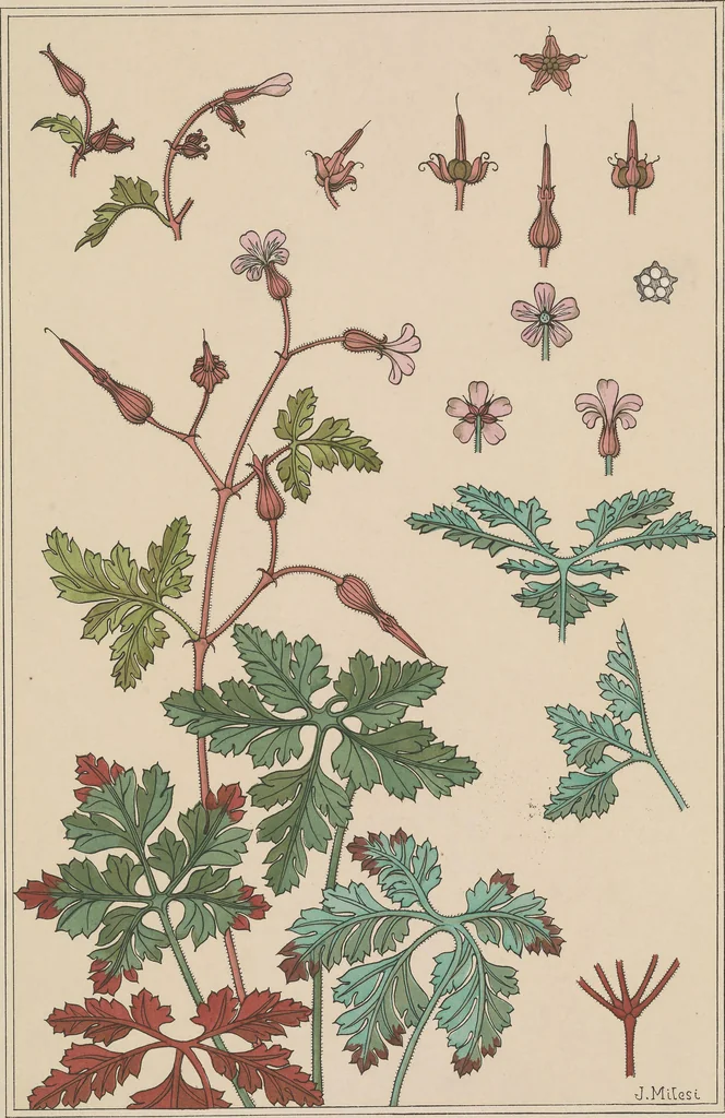 An illustration from La plante et ses applications ornementales, 1896, leaf 42