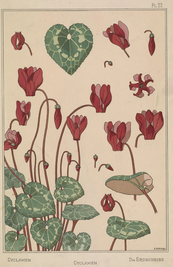 An illustration from La plante et ses applications ornementales, 1896, leaf 46