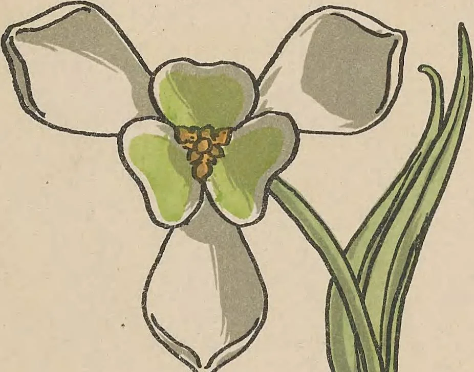 An illustration from La plante et ses applications ornementales, 1896, leaf 60