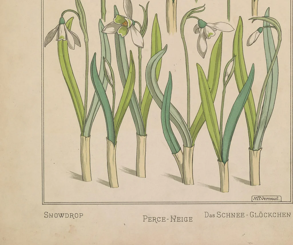 An illustration from La plante et ses applications ornementales, 1896, leaf 60