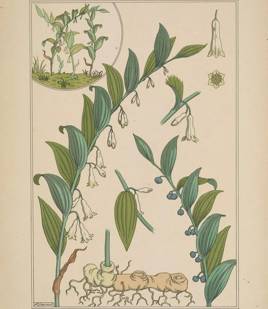 An illustration from La plante et ses applications ornementales, 1896, leaf 66