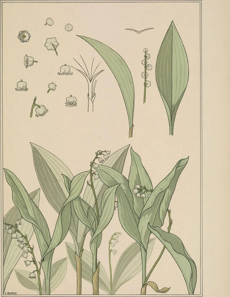 An illustration from La plante et ses applications ornementales, 1896, leaf 72