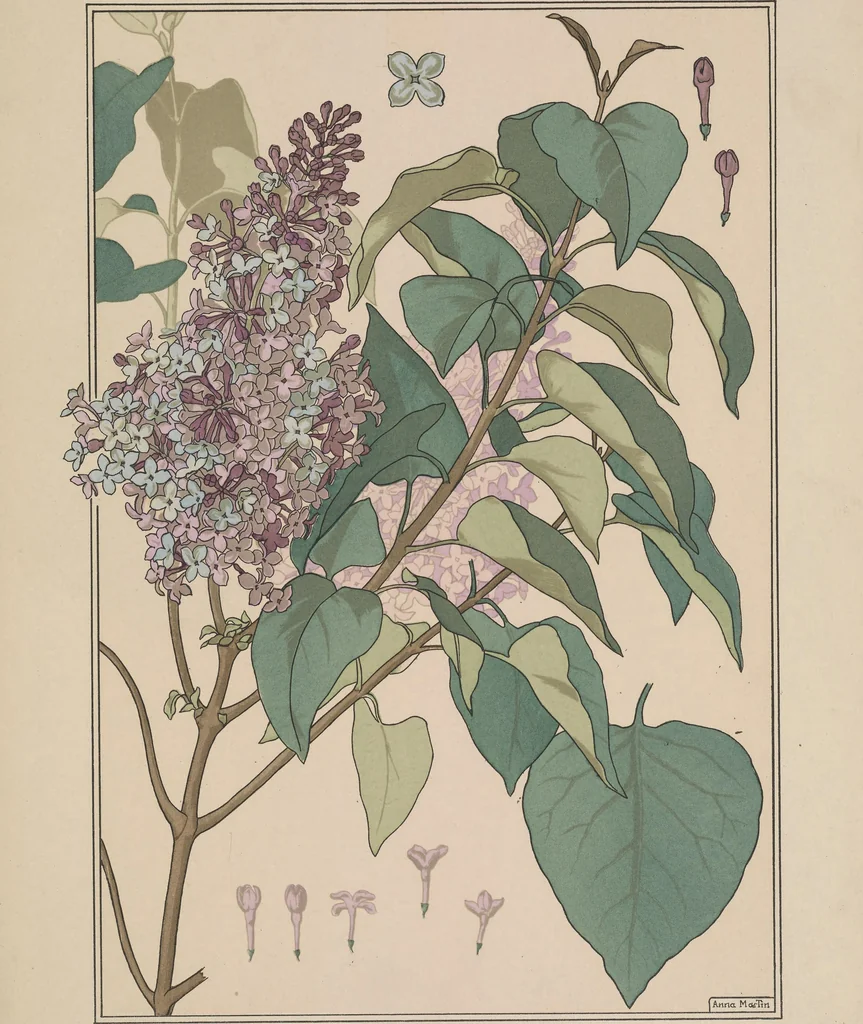 An illustration from La plante et ses applications ornementales, 1896, leaf 92