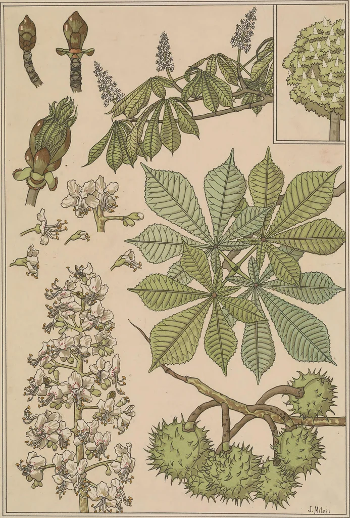 An illustration from La plante et ses applications ornementales, 1896, leaf 98