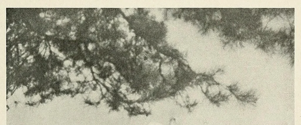 An illustration from Platinum print : journal of personal expression, 1913, leaf 9
