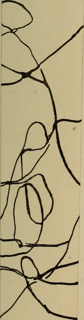 An illustration from Pneumatologie positive et expérimentale. La réalité des esprits et le phénomène merveilleux de leur écriture directe,, 1857, leaf 296