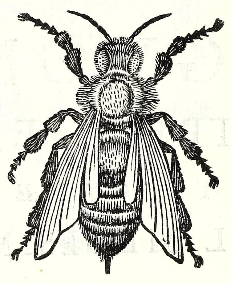 An illustration from Poesie toscane, 1637, leaf 98
