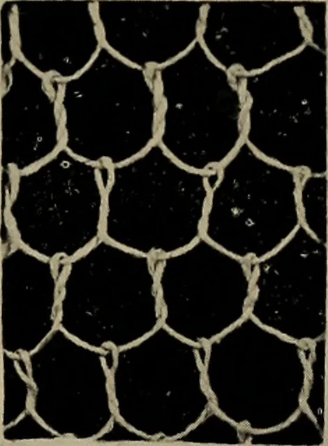 An illustration from Point and pillow lace; a short account of various kinds ancient and modern, and how to recognize them, 1905, leaf 24