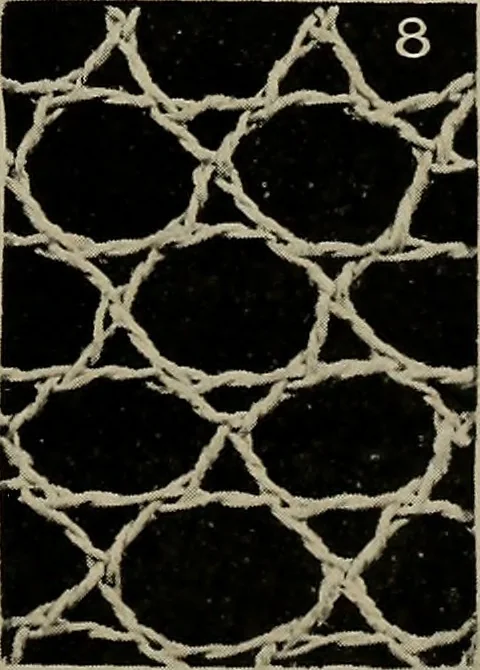 An illustration from Point and pillow lace; a short account of various kinds ancient and modern, and how to recognize them, 1905, leaf 28