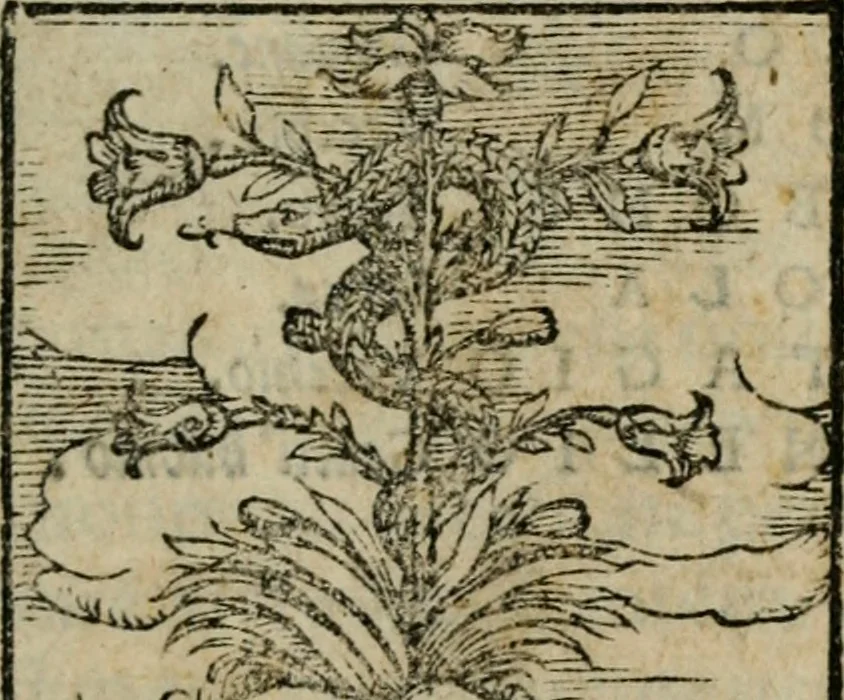An illustration from Polifila, comedia piacevole..., 1556, leaf 4