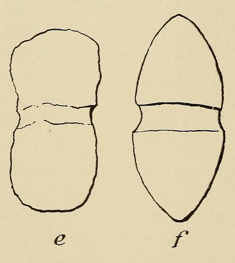 An illustration from Polychrome guanaco cloaks of Patagonia, 1929, leaf 10