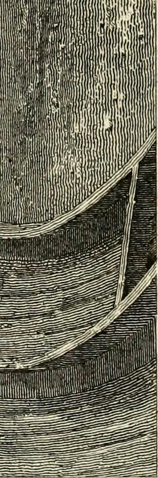 An illustration from Pompeiana : the topography, edifices, and ornaments of Pompeii, 1817, leaf 449