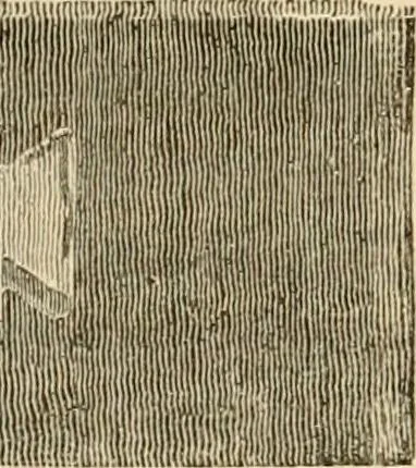 An illustration from Pompeiana : the topography, edifices and ornaments of Pompeii : the result of excavations since 1819, 1835, leaf 85