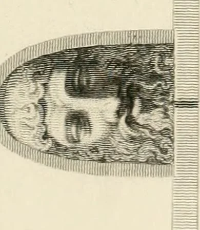 An illustration from Pompeiana : the topography, edifices, and ornaments of Pompeii, 1852, leaf 299