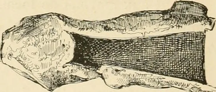 An illustration from Pompei : la ville, les moeurs, les arts, 1899, leaf 301