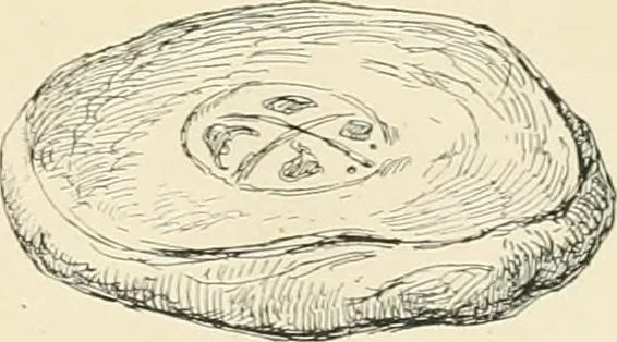 An illustration from Pompei : la ville, les moeurs, les arts, 1899, leaf 312