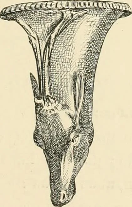 An illustration from Pompei : la ville, les moeurs, les arts, 1899, leaf 390