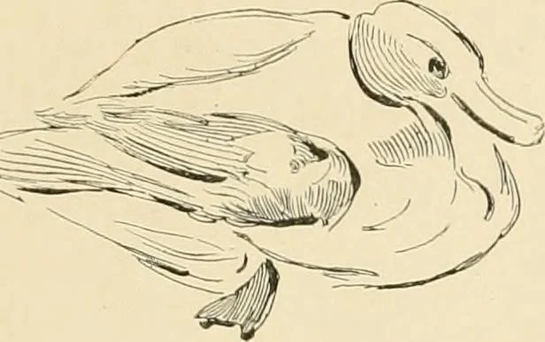An illustration from Pompei : la ville, les moeurs, les arts, 1899, leaf 458