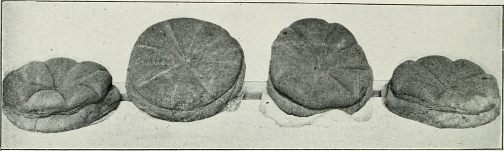 An illustration from Pompéi : vie publique, 1906, leaf 129
