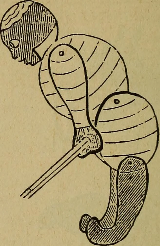 An illustration from Popular amusements for in and out of doors, embracing nine books in one volume, 1902, leaf 381