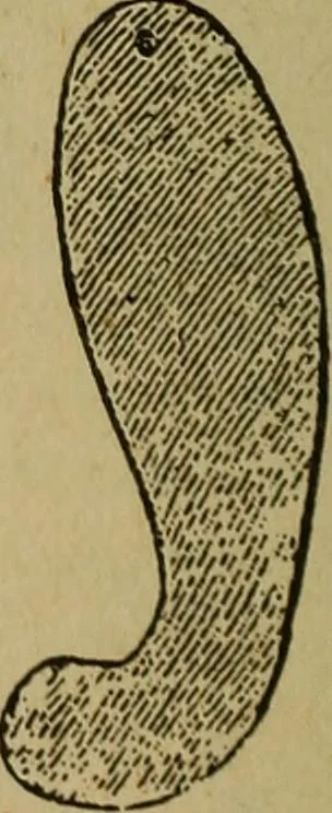 An illustration from Popular amusements for in and out of doors, embracing nine books in one volume, 1902, leaf 381