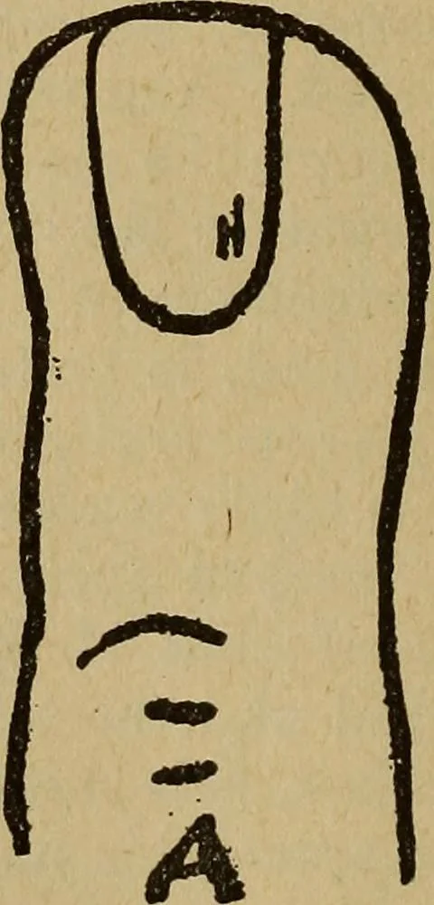 An illustration from Popular amusements for in and out of doors, embracing nine books in one volume, 1902, leaf 451