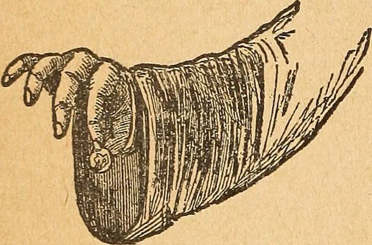 An illustration from Popular pastimes for amusement and instruction : being a standard work on games, plays, magic, and natural phenomena suitable for all occasions : containing parlor games, charming tableaux, tricks of magic, charades and conundrums, curious puzzles, phrenology and mind reading, palmistry or how to read the hand, humorous and pathetic recitations, dialogues, etc., etc. : including the delightful art of entertaining, the whole forming a charming treasury of pastimes for the home, public schools and academies, lodges, social gatherings, Sunday schools, etc., etc., 1901, leaf 145
