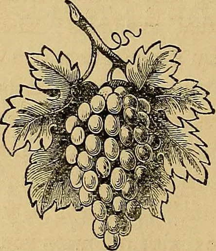 An illustration from Popular pastimes for field and fireside;, 1867, leaf 89