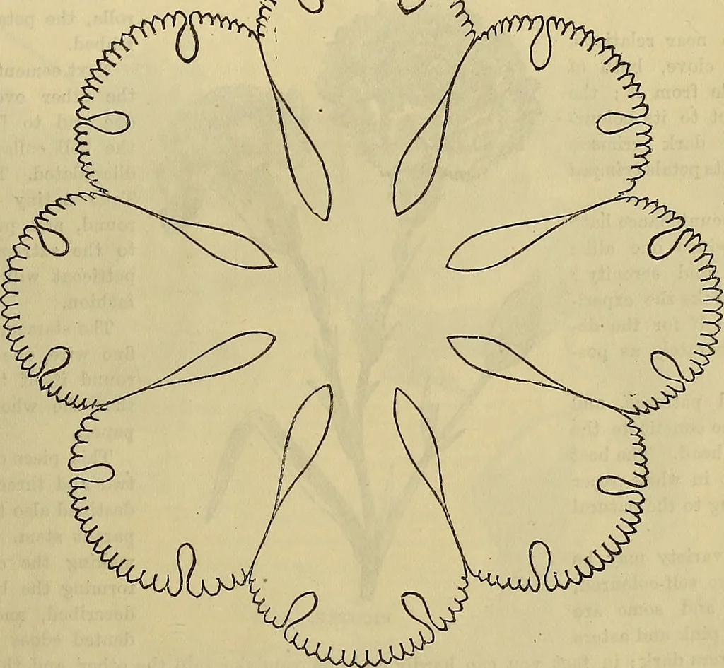 An illustration from The Popular recreator. A key to in-door and out-door amusements .., 1873, leaf 108