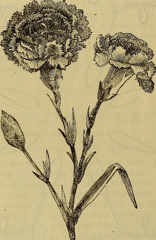 An illustration from The Popular recreator. A key to in-door and out-door amusements .., 1873, leaf 109
