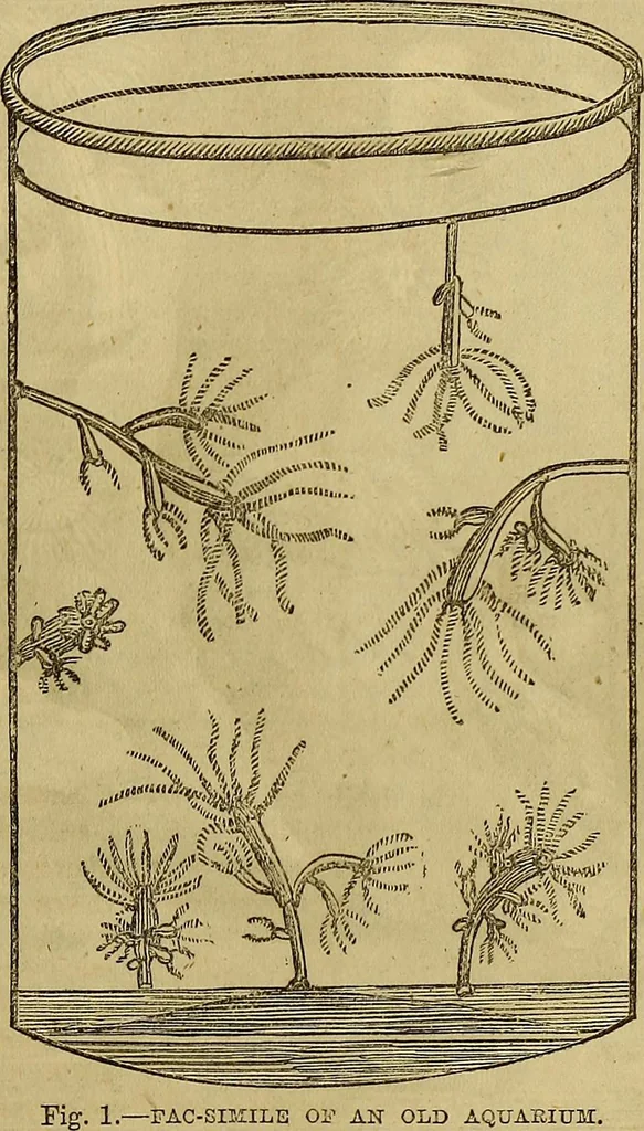 An illustration from The Popular recreator. A key to in-door and out-door amusements .., 1873, leaf 140