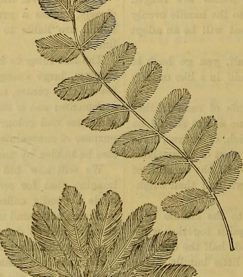 An illustration from The Popular recreator. A key to in-door and out-door amusements .., 1873, leaf 149