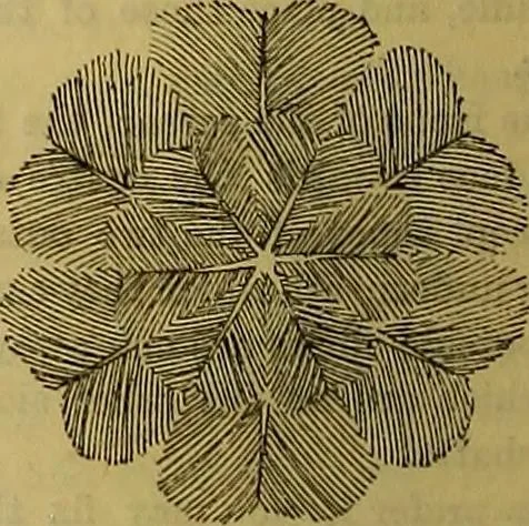 An illustration from The Popular recreator. A key to in-door and out-door amusements .., 1873, leaf 149