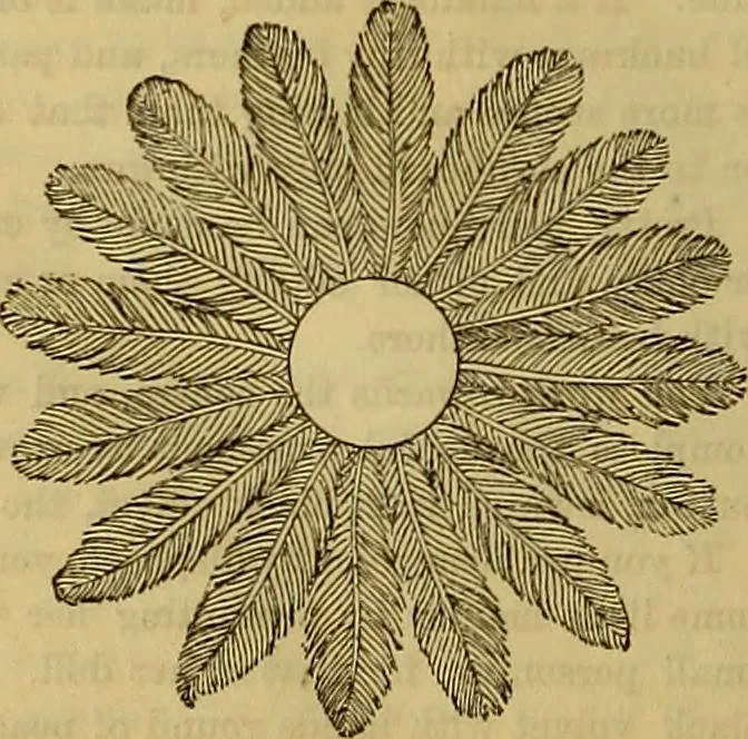 An illustration from The Popular recreator. A key to in-door and out-door amusements .., 1873, leaf 149