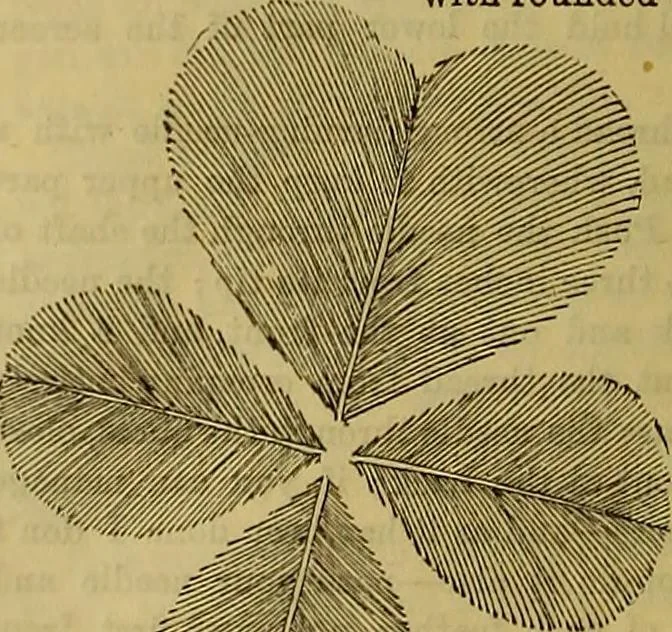 An illustration from The Popular recreator. A key to in-door and out-door amusements .., 1873, leaf 149