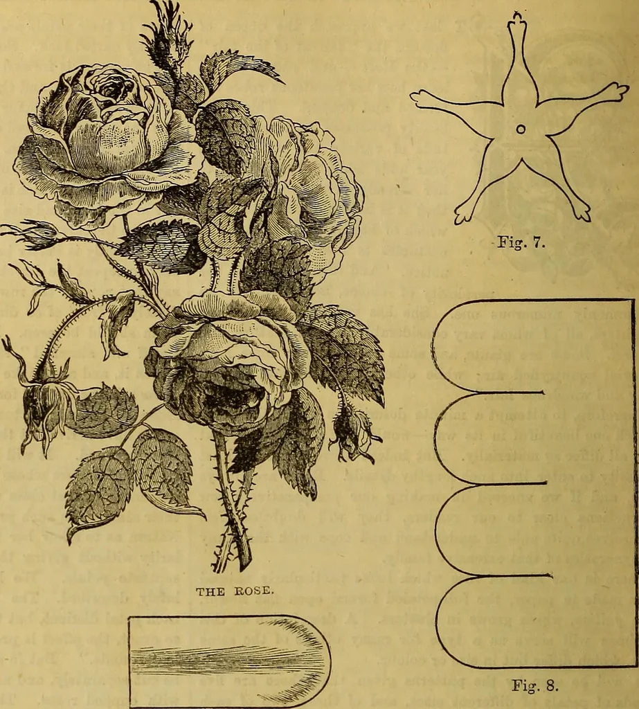 An illustration from The Popular recreator. A key to in-door and out-door amusements .., 1873, leaf 173