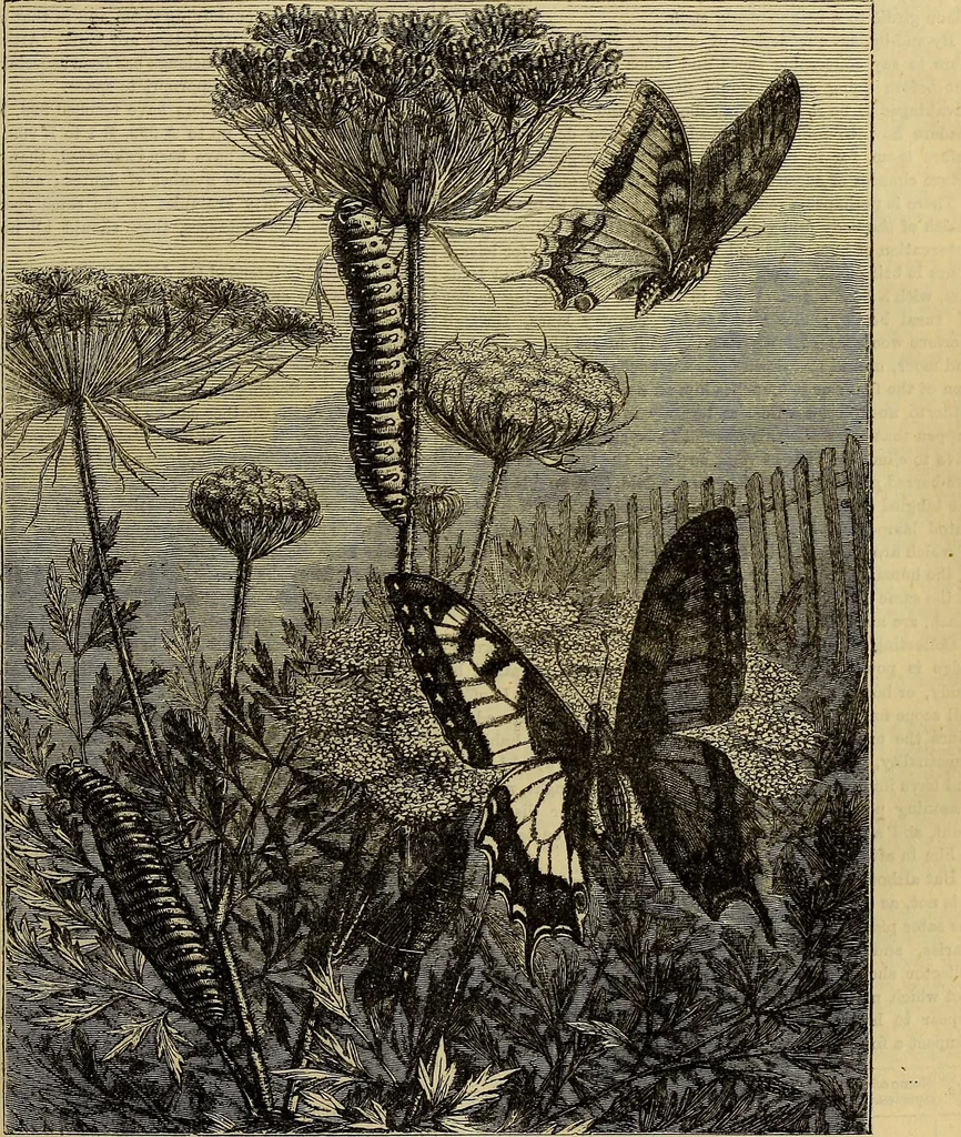 An illustration from The Popular recreator. A key to in-door and out-door amusements .., 1873, leaf 190