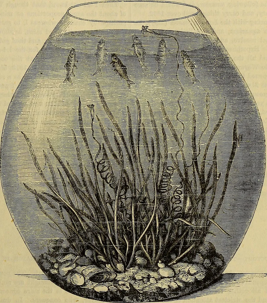 An illustration from The Popular recreator. A key to in-door and out-door amusements .., 1873, leaf 202
