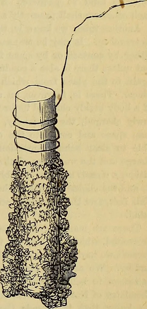 An illustration from The Popular recreator. A key to in-door and out-door amusements .., 1873, leaf 214