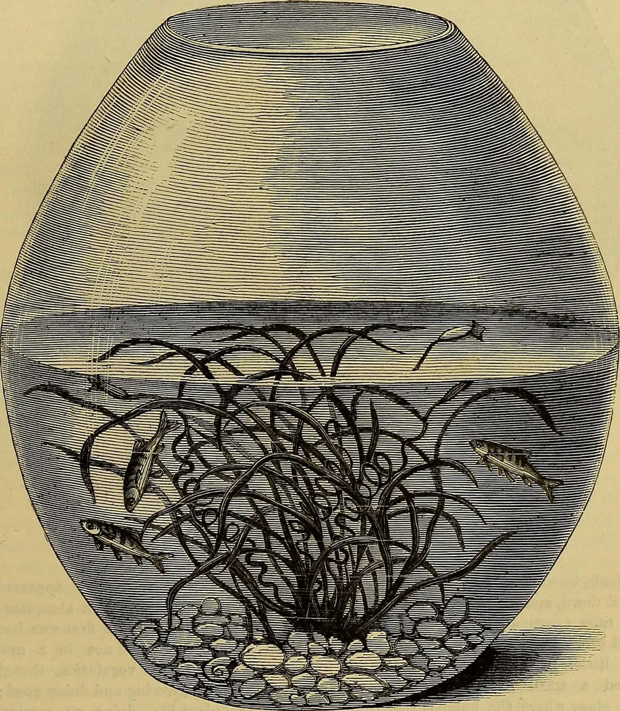 An illustration from The Popular recreator. A key to in-door and out-door amusements .., 1873, leaf 258