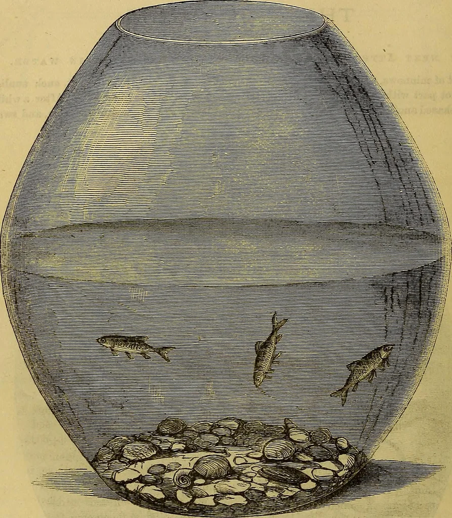 An illustration from The Popular recreator. A key to in-door and out-door amusements .., 1873, leaf 259