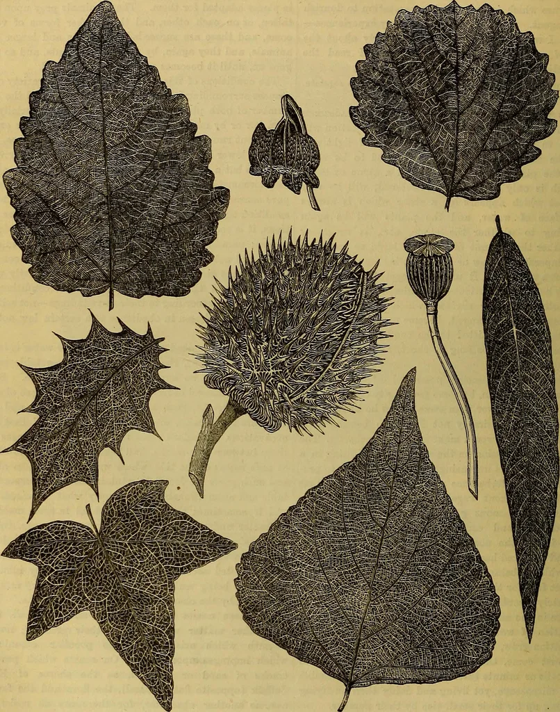 An illustration from The Popular recreator. A key to in-door and out-door amusements .., 1873, leaf 261