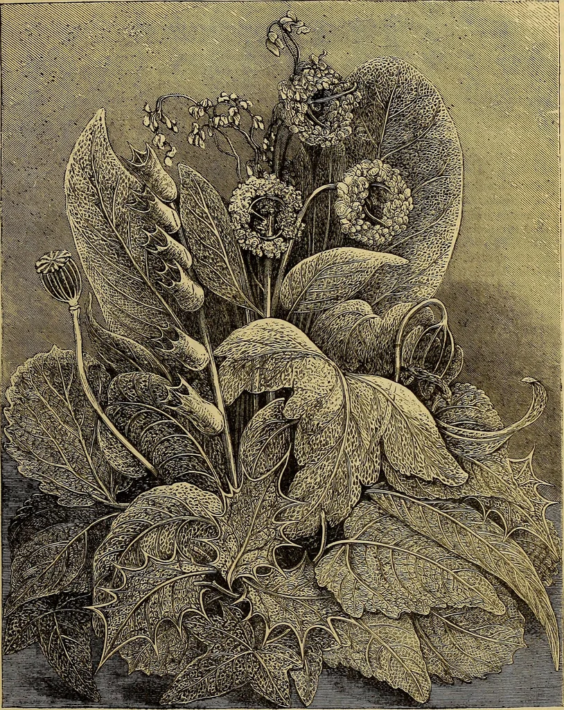 An illustration from The Popular recreator. A key to in-door and out-door amusements .., 1873, leaf 262