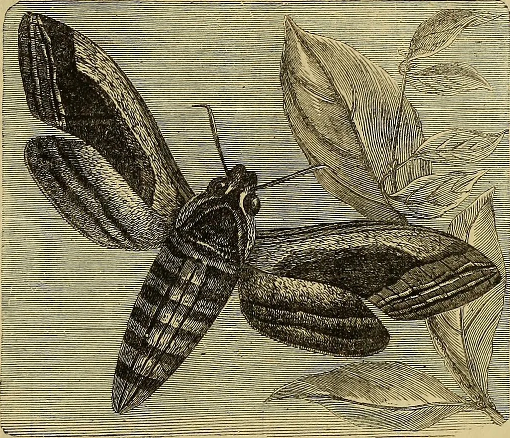 An illustration from The Popular recreator. A key to in-door and out-door amusements .., 1873, leaf 294