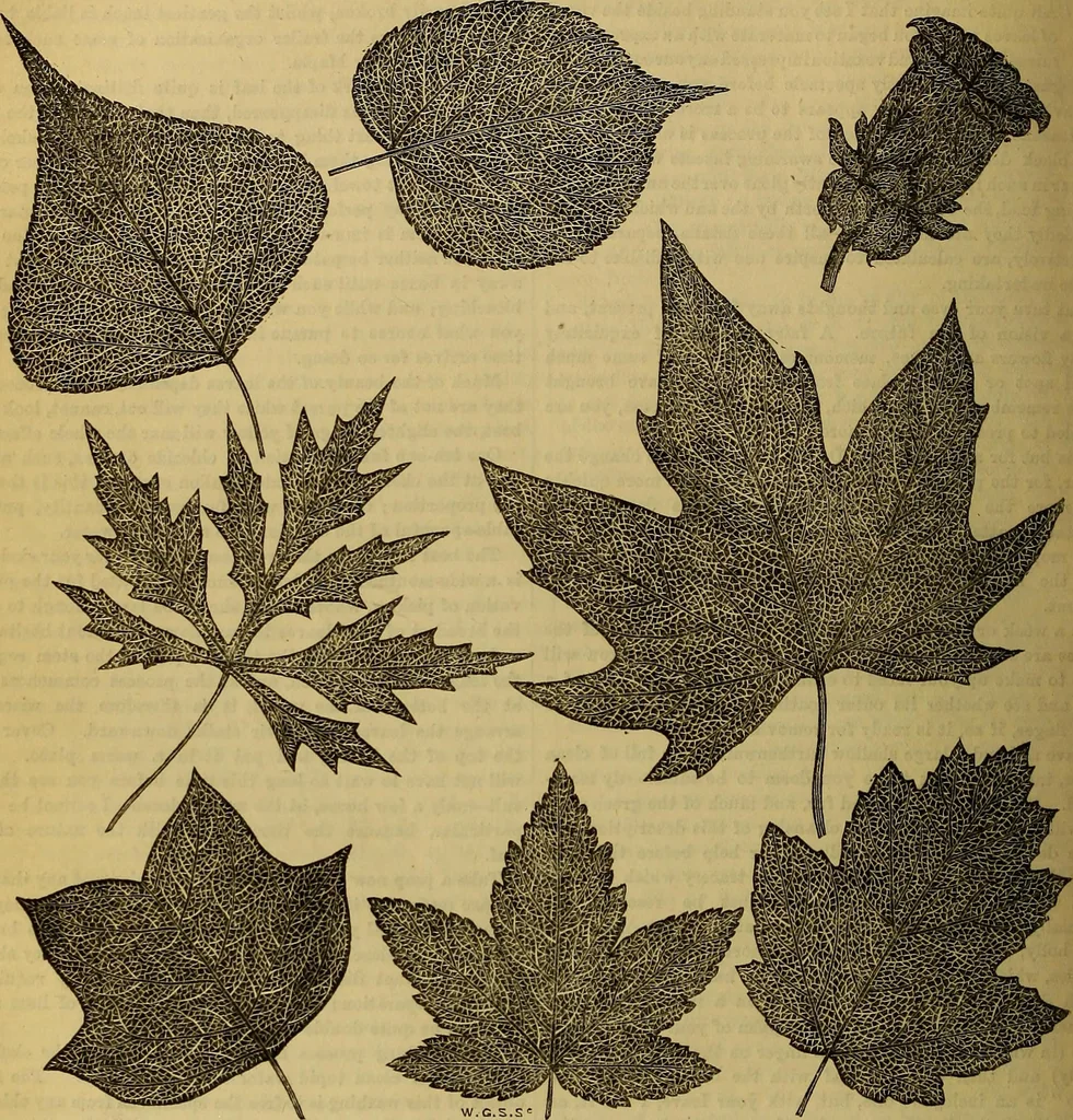 An illustration from The Popular recreator. A key to in-door and out-door amusements .., 1873, leaf 309