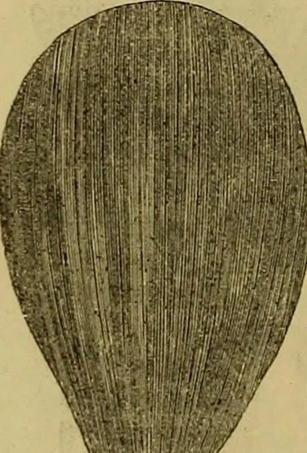 An illustration from The Popular recreator. A key to in-door and out-door amusements .., 1873, leaf 327