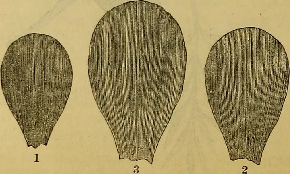An illustration from The Popular recreator. A key to in-door and out-door amusements .., 1873, leaf 327