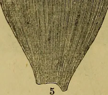 An illustration from The Popular recreator. A key to in-door and out-door amusements .., 1873, leaf 327