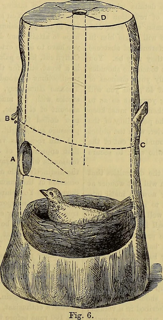 An illustration from The Popular recreator. A key to in-door and out-door amusements .., 1873, leaf 346