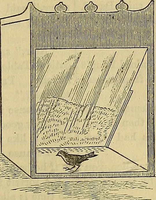 An illustration from The Popular recreator. A key to in-door and out-door amusements .., 1873, leaf 352